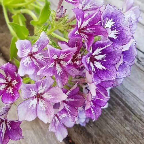 phlox bodendecker - balkon winterhart bodendecker mehrjährig steingarten 500samen