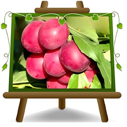 EURO PLANTS VIVAI Prunier Omega plante fruitière ancienne en pot 20 cm hauteur 150~170 cm - Âge 2 ans