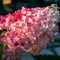 Panicule Hortensia Vanille Fraise 2L - Phénoménale, belle, nouvelle variété