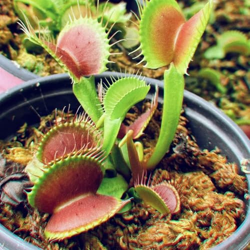 Venusfliegenfalle - garten Dionaea muscipula - zimmerpflanzen kübelpflanzen winterharte für balkon grünpflanzen 120pcs