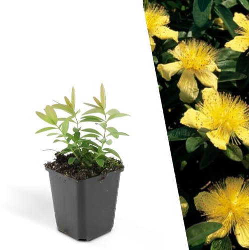 Plants by Frank Hypericum Calycinum, 60x Johanniskraut Pflanzen, Ø 9 cm | Johanniskraut Pflanze, Goldgelbe Blüten, Bodendecker Winterhart Mehrjährig, Staude, Kleinstrauch, Topf 9 cm, Höhe: 15 cm