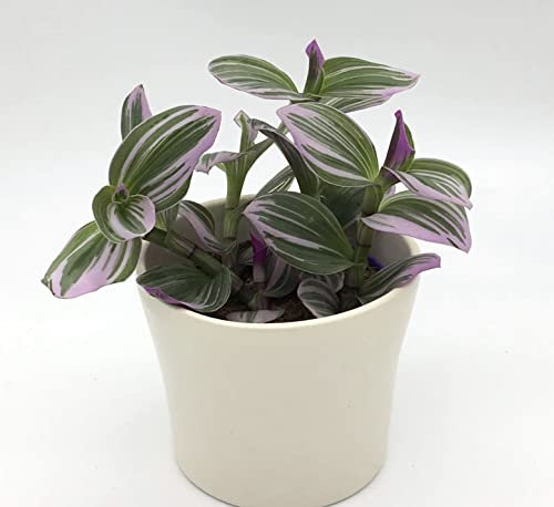 Tradescantia Nanouk Wondering Jew Trailing Easy Care House Plant in 8cm Pot