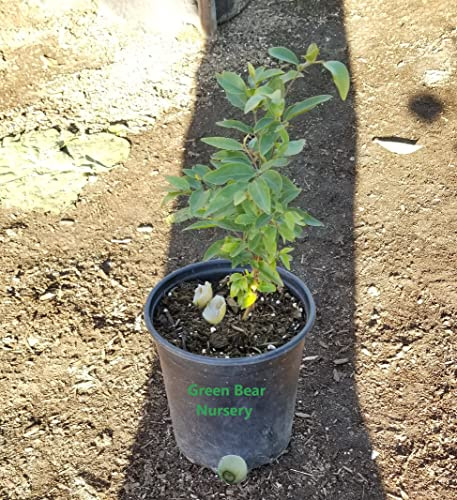 South American Arrayan Fruit-Tree- 1 Gallon Potted