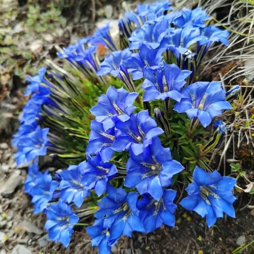 Enzian pflanze samen - pflanzensamen，Dekorative Pflanzen Farbenprächtige，geschenke für gartenliebhaber indoor garten，winterharte pflanzen für garten blumenwiese samen，pflanzen garten 250pcs