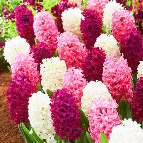 Hyacinth Bulbs UK Hyacinth Plant (Plant Bulbs,Cut Flowers,Wedding Flowers,Ornamental Flowers,Hardy Perennial)-2bulbs-d
