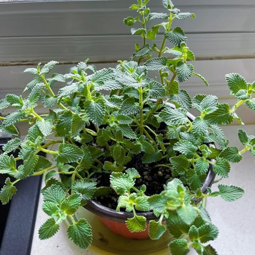 comprar semillas de gatera, en Nepeta cataria, para el jardín semillas de menta balcón Balcón con parterre regalos para 800pcs