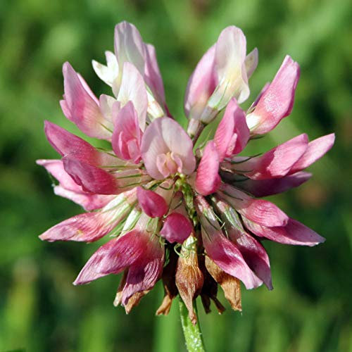 Alsike Dawn Clover Green Manure Nitrogen Fixer Seeds Perennial (500g)