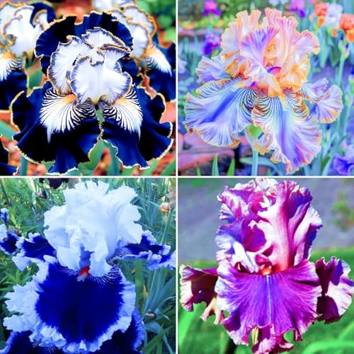 Iris perenne Winterhart - Iris para comprar, fiesta de invierno para su jardín y decoración del hogar-10Iris knolle-H