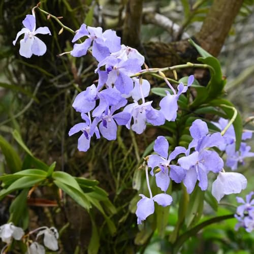 Orchidea Vanda - semi di per balcone decorazione organica per balcone insoliti recisi d'appartamento purificatrici d'aria, 250semi