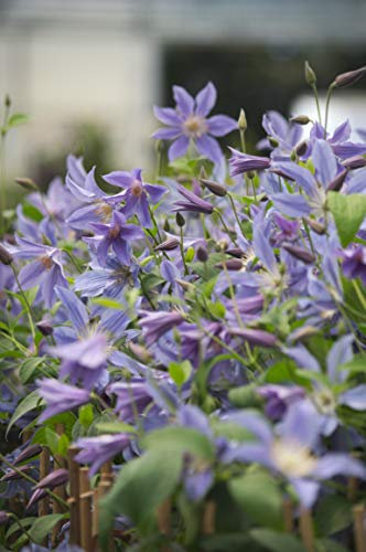 Clématite integrifolia Blue River® 'Zoblueriver'