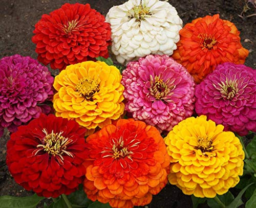 50 Zinnia Elegans Dahlia Mix Seeds - Mixed Colour Double Flowers - 50 Seeds