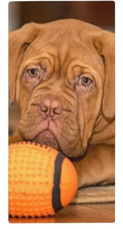 FZRTGOP Hund Handtücher Schnelltrocknend Waschlappen Badetücher Handtuch Für Sport Spa Yoga 73x35cm