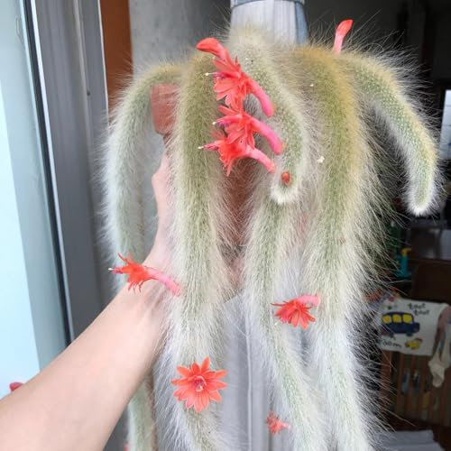 Hildewintera colademononis Samen, pflanzensamen zimmerpflanzen Affenschwanzkaktus Samen, exotische samen garten, blumensamen geschenk kakteen samen, gartenpflanzen grünpflanzen 30pcs