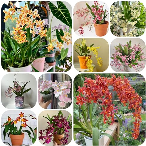 orchidea oncidium, balcone recisi Decorazioni giardino per esterni decorazione organica per balcone rampicanti, giardino 300semi