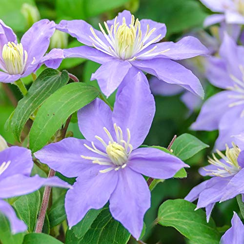 GardenersDream Clematis 'Justa' - Kletterpflanzen Winterhart - Clematis Kletterpflanze Hellblau Kompakt - Climatispflanze für Garten Pflanzen - Ranken Pflanzen Mehrjährig