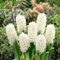 Semillas de flores de jacinto nuevas, 90 piezas blancas