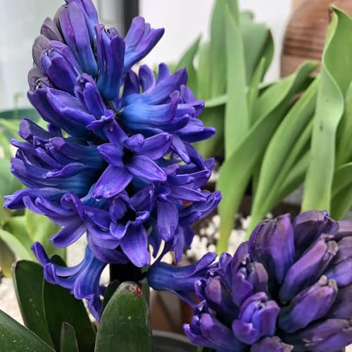 8bulbi di giacinti - giacinti - decorazione soggiorno, primaverili, balcone decorazione, balcone di campo, mini