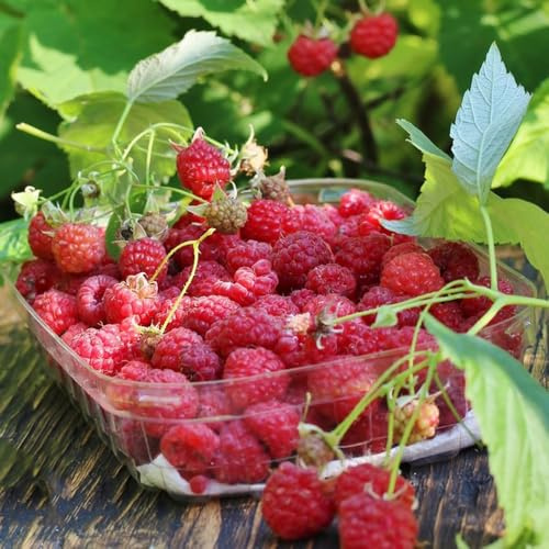 semillas de frambuesa, balcón de semillas de Rubus idaeus, resistentes para el jardín 500pcs