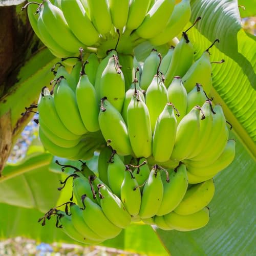 semi di banana balcone letti alti resistenti decorativi colonnari resistenti 25pcs
