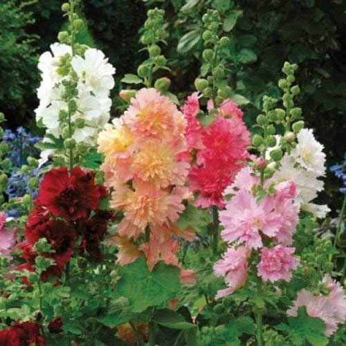 Malvarosa nano regina MixAlcea rosea 25 semi