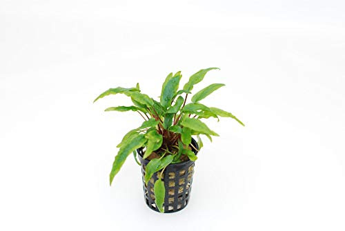 Cryptocoryne wendtii nana - 1 Bunch - Live aquarium plant