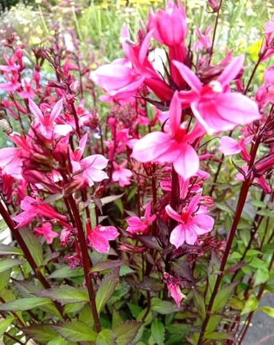 3 Stck. Staude Lobelia speziosa starship deep rose im 9 x9 cm Topf