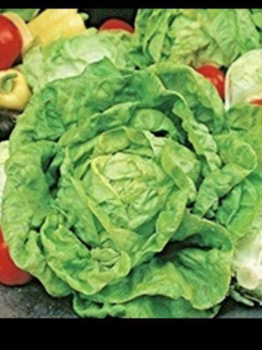 Lettuce All Year Round Seeds Grow Your Own Vegetables Salad