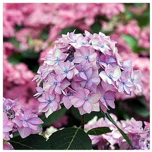 Hydrangea Bulbs UK,Hydrangea Plants for Garden,Excellent Display,Potted-Plants-Rhizome-1bulb-C