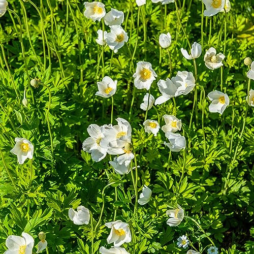 anemonesamen wohnzimmer deko schmetterlingsflieder blumensaat pflanzensamen exotisch indoor garten winterharte stauden für pralle sonne bonsai topf pflanzenkübel wildkräuter 450samen