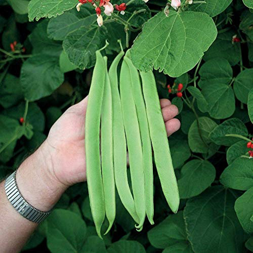 Runner Bean Seeds 'St George' Vegetable Half-Hardy Annual Garden Plants Easy to Grow Sow Your Own at Home 1 Packet of 40 Seeds by Thompson and Morgan