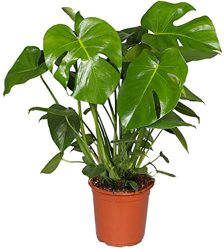 Gardener's Dream große Monstera Deliciosa Topf Pflanze - Fensterblatt Zimmerpflanze, immergrüne, luftreinigende Pflanzen, Größe inkl. Topf 50-60 cm, ideal für Büro, Badezimmer, Wohnzimmer