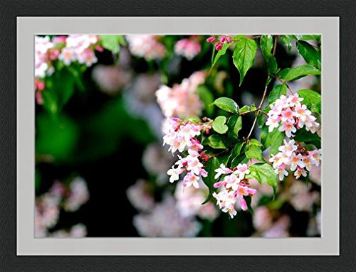 Behind The Glass Macro Shot of Pink Flowers - Framed & Mounted - 40x30cm - Black Frame