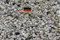 Doubleyou Geovlies & Baustoffe Gravier d'aquarium de 1 kg à 30 kg – Fabriqué en Allemagne – Sable de quartz – Grain arrondi 2,0–3,0 mm (2 kg) 6,47/kg.