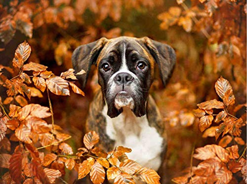 5D Kinder Diamond Painting Boxer Hund Kristall Strass Stickerei Digital Mosaik DIY Creative Crafts Home Innendekoration 15,7 * 19,7 Zoll