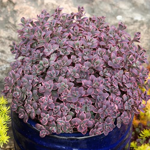 semillas de sedum resistentes - jardín de perennes para interior en camas elevadas 20pcs
