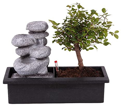 Plant in a Box - Bonsai con sistema idrico di facile manutenzione e cascata su pietre Zen - Pianta d'appartamento - Altezza 25-35cm