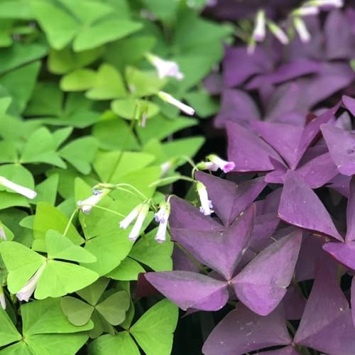 Carbeth Plants Oxalis Indoor Plant 1 x 12cm Pot - Mixed Colourful False Shamrock Easy Care Indoor Houseplant - Delicate Flowering Foliage House Plant for Bright Rooms & Windowsills