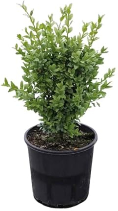 Buxus Natural Planta Arbustiva para Crear Setos Naturales - Planta de Riego Moderado