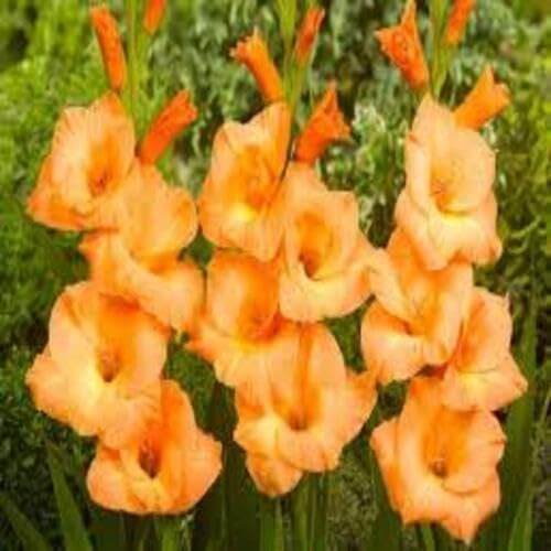 50Pcs Gladiolus Flower Seeds