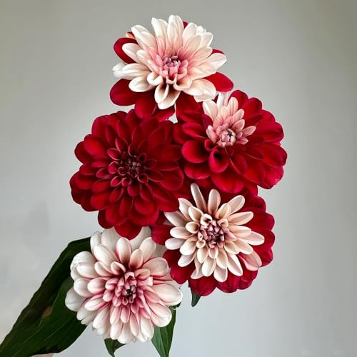 tuberi di dalia resistenti, appartamento esotiche tappezzante decorazione giardino 8pcs