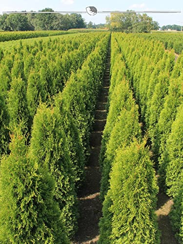 Lebensbaum Thuja Smaragd 80-100 cm im Topf. 30x immergrüne Thuja Heckenpflanze
