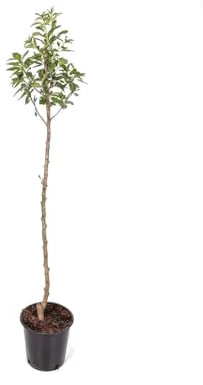 Manzano Árbol Frutal Natural - Malus Domestica - Ideal para el Patio del Hogar