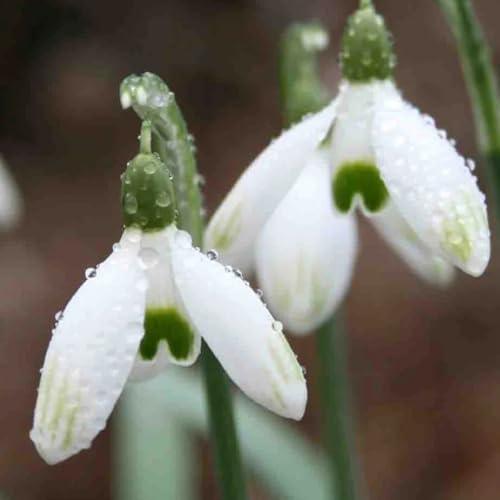 schneeglöckchen - herbstpflanzen winterhart blühend schneeglöckchen frühlingsblumen geschenk garten gartendeko für draußen blumenzwiebeln frühblüher minigarten decoration balkon 25zwiebeln