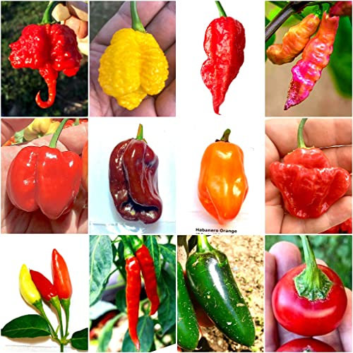 100 Graines De Piment Chili Dans 10 Variétés Plus Savoureuses et FORTES, Collection CLASSIQUE + Guide : CAROLINA REAPER, SCORPION, JOLOKIA, HABANERO, PINK TIGER, TABASCO, JALAPENO, JAMAICAN etc