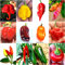 120 Graines De Piment Chili Dans 12 Variétés Des Plus Savoureuses Au Monde, Collection CLASSIQUE + Guide : CAROLINA REAPER, SCORPION, BHUT JOLOKIA, PINK TIGER, HABANERO, TABASCO, JALAPENO et CALABRAIS