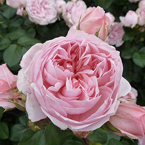 Nostalgische Strauchrose 'Cinderella®'