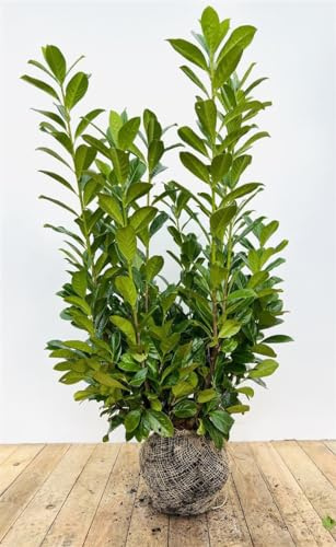 Prunus laurocerasus 'Novita' 100-120 cm - Kirschlorbeer, immergrün, ideal als Hecke, schnellwachsend, pflegeleicht und winterhart