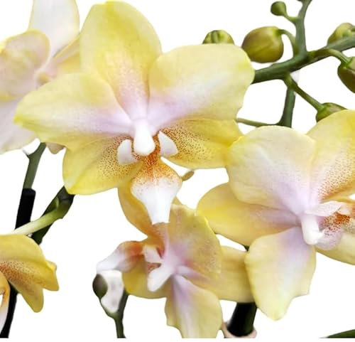 Phalaenopsis Orchid Plants, Yellow Blooms Variety Bolgheri in 12 cm Pot 45cm Height