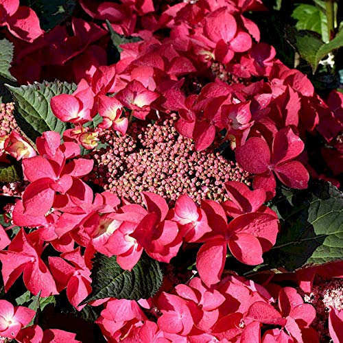 Bauernhortensie 'Kardinal' - Hydrangea Macrophylla 'Kardinal' - 25-30 cm Topf - Rote Blüten, kompakte Form