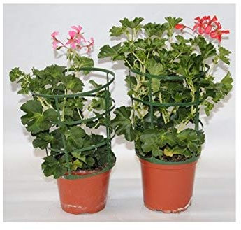 Geranio Francesilla (maceta 13 cm ø) (Rojizos)